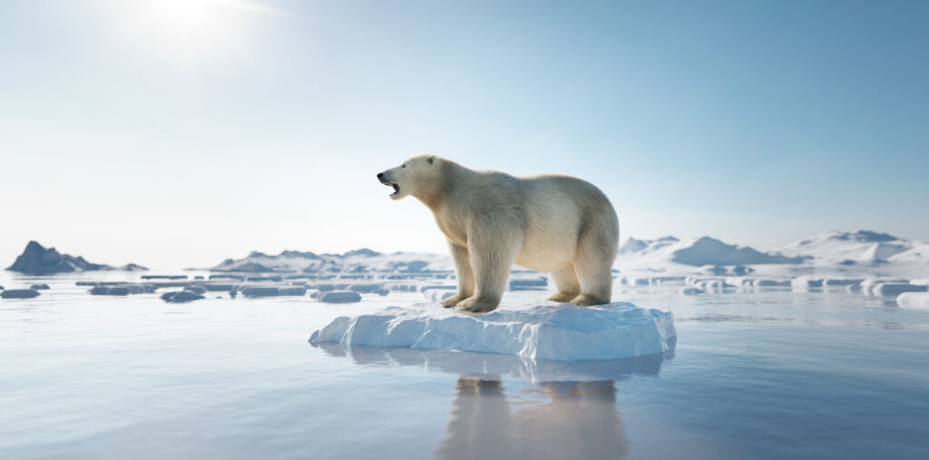 Polar bear floating on a melting iceberg due to global warming.